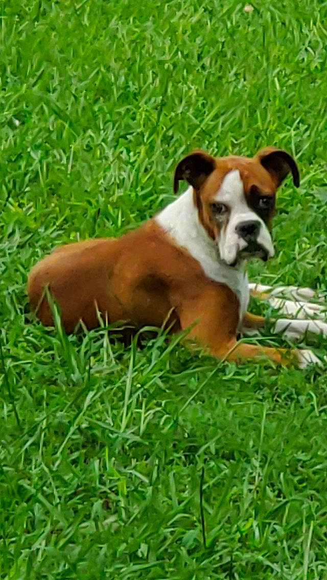 Diesel joined the competition — help win amazing prizes! ancient_dog_breeds, australian_bulldog, boxer, british_bulldogs, canidae, carnivore, companion_dog, dog, dog_breed, fawn, grass, mammal, non_sporting_group, old_english_bulldog, olde_english_bulldogge, rare_breed_dog, snout, sporting_group, valley_bulldog, vertebrate