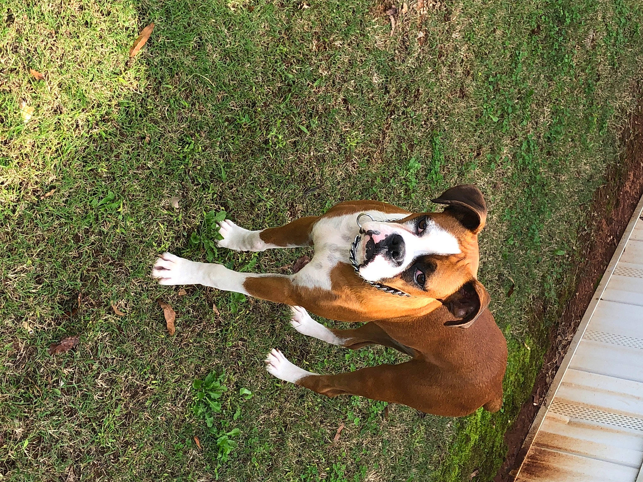 Diesel joined the competition — help win amazing prizes! american_bulldog, american_staffordshire_terrier, australian_bulldog, boxer, bulldog, canidae, carnivore, dog, dog_breed, fawn, grass, mammal, non_sporting_group, old_english_bulldog, olde_english_bulldogge, play, puppy, tail, valley_bulldog