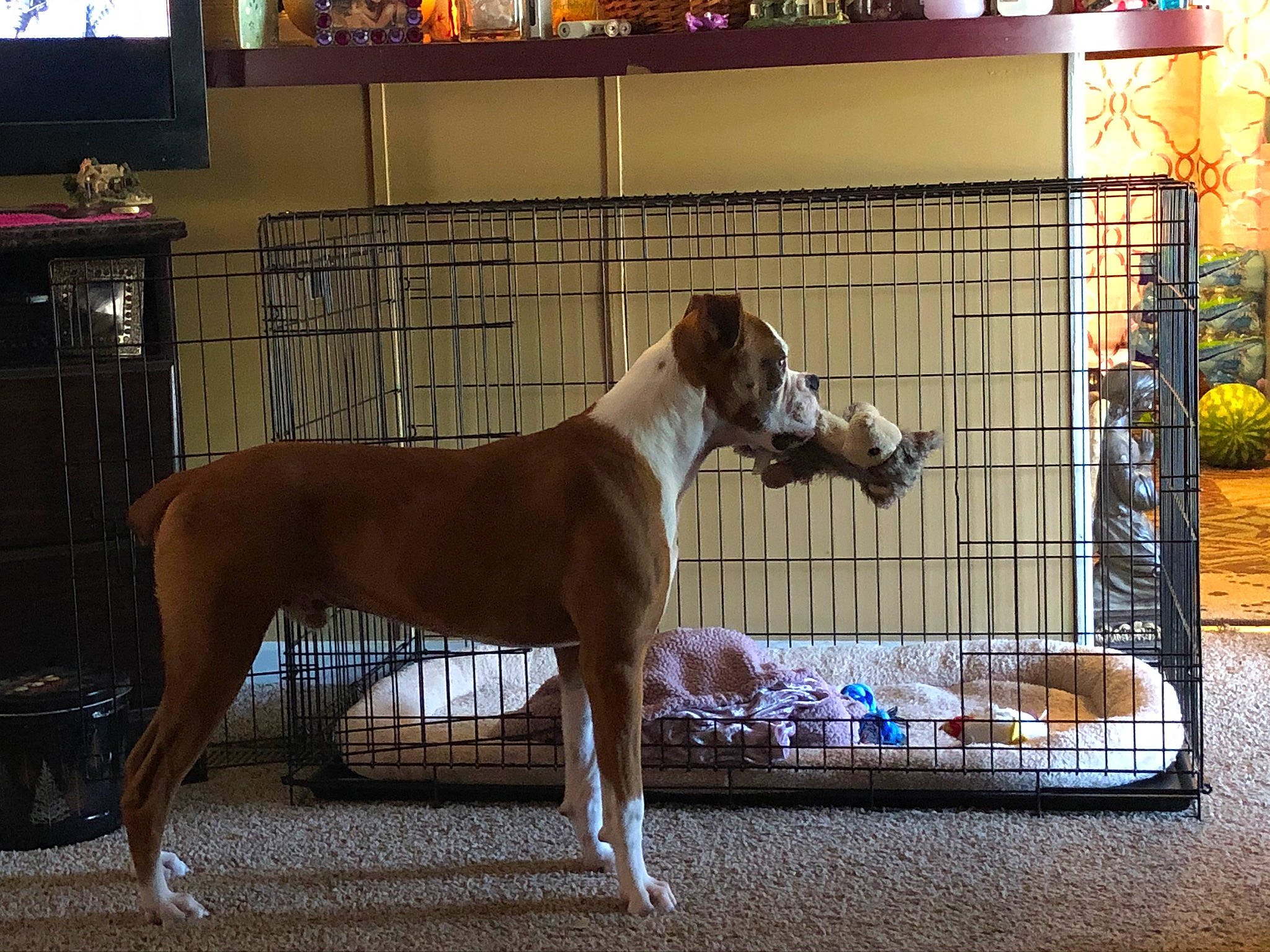 Diesel is registered to the contest to win money with this photo: animal_sports, azawakh, canidae, carnivore, companion_dog, dog, dog_breed, dog_crate, fawn, galgo_espanol, greyhound, ibizan_hound, lurcher, mammal, mudhol_hound, polish_greyhound, sighthound, sloughi, vertebrate, whippet