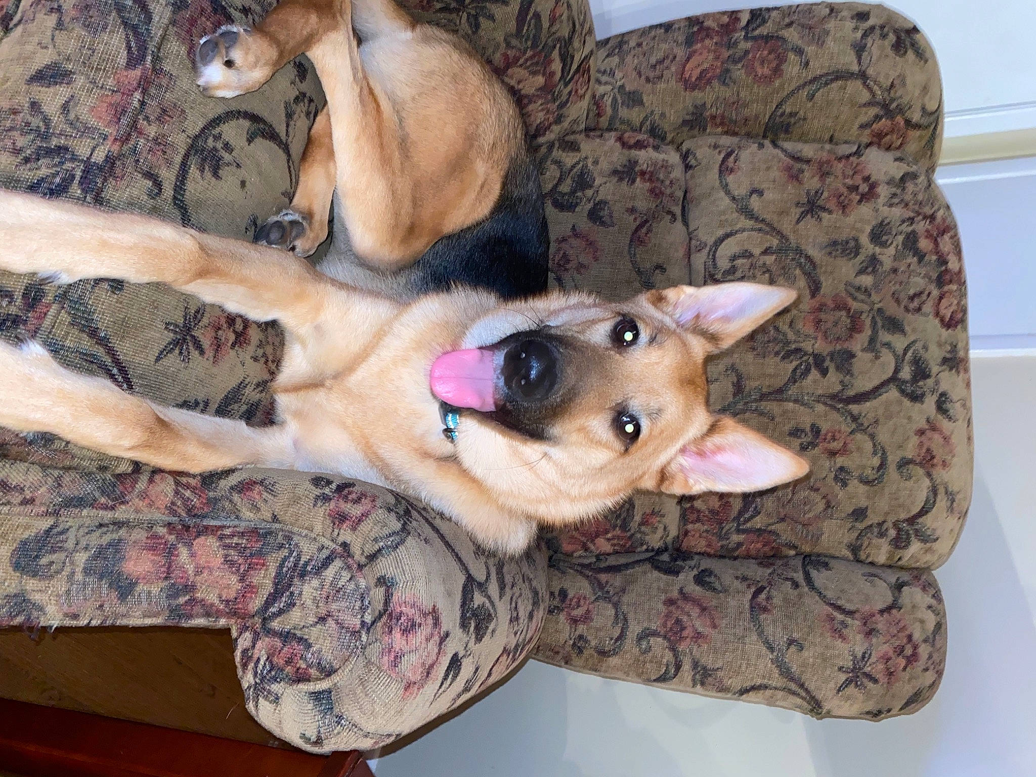Diamond joined the competition — help win amazing prizes! black_mouth_cur, canidae, carnivore, dog, dog_breed, fawn, german_shepherd_dog, paw, puppy, sporting_group