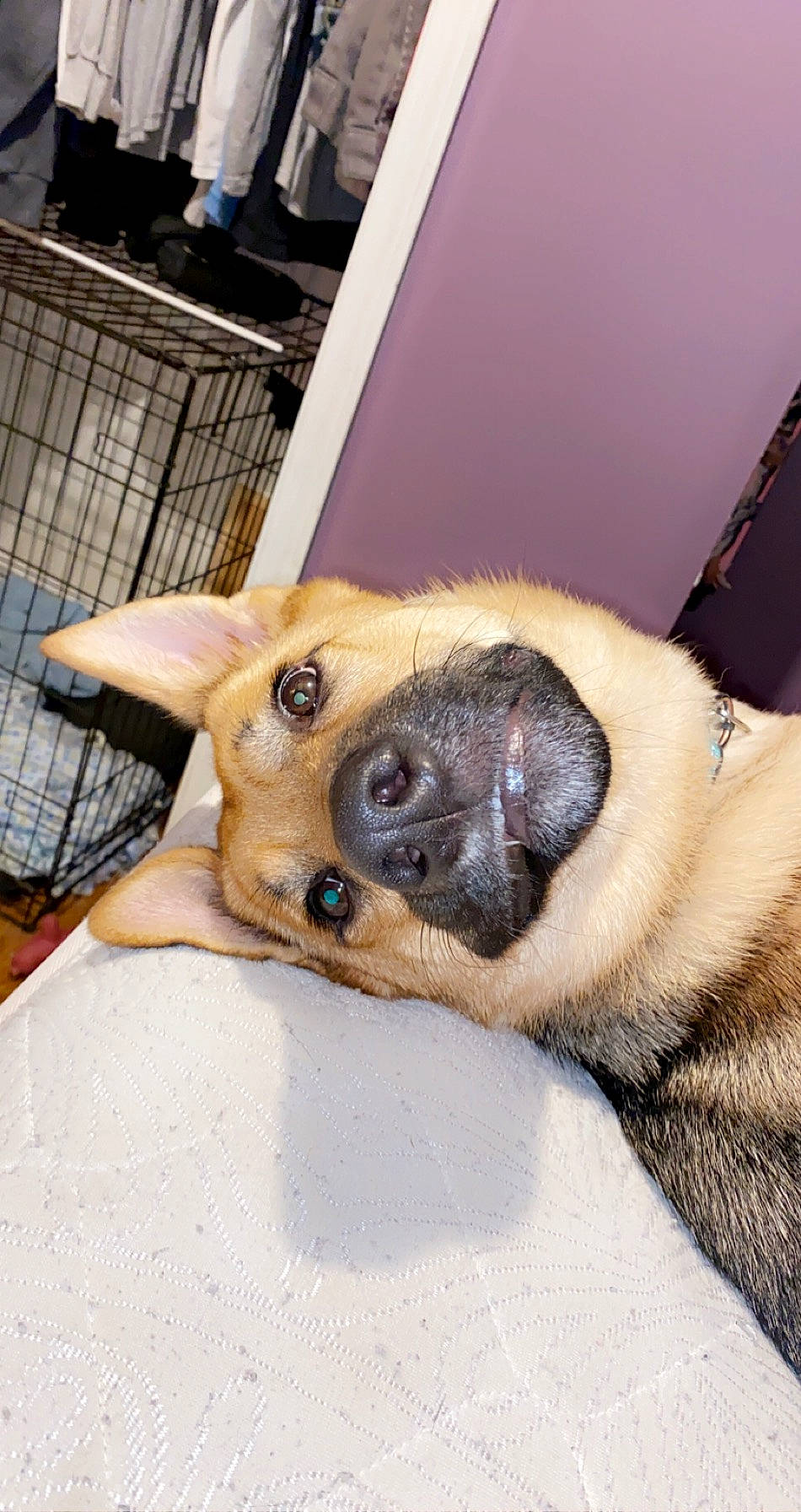 Diamond is registered to the contest to win money with this photo: animal_shelter, black_mouth_cur, canidae, carnivore, dog, dog_breed, ear, fawn, mammal, norwegian_elkhound, nose, paw, pug, puppy, snout, vertebrate