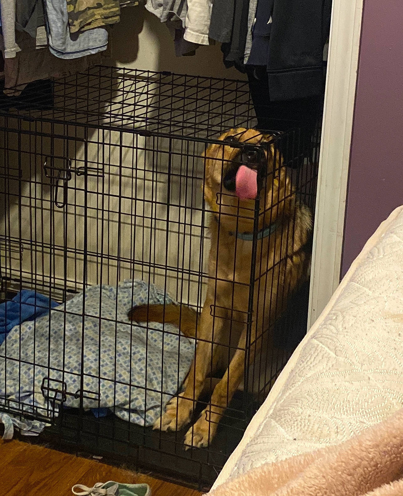 Diamond is registered to the contest to win money with this photo: animal_shelter, cage, canidae, carnivore, companion_dog, dog_crate, dog_supply, kennel, pet_supply