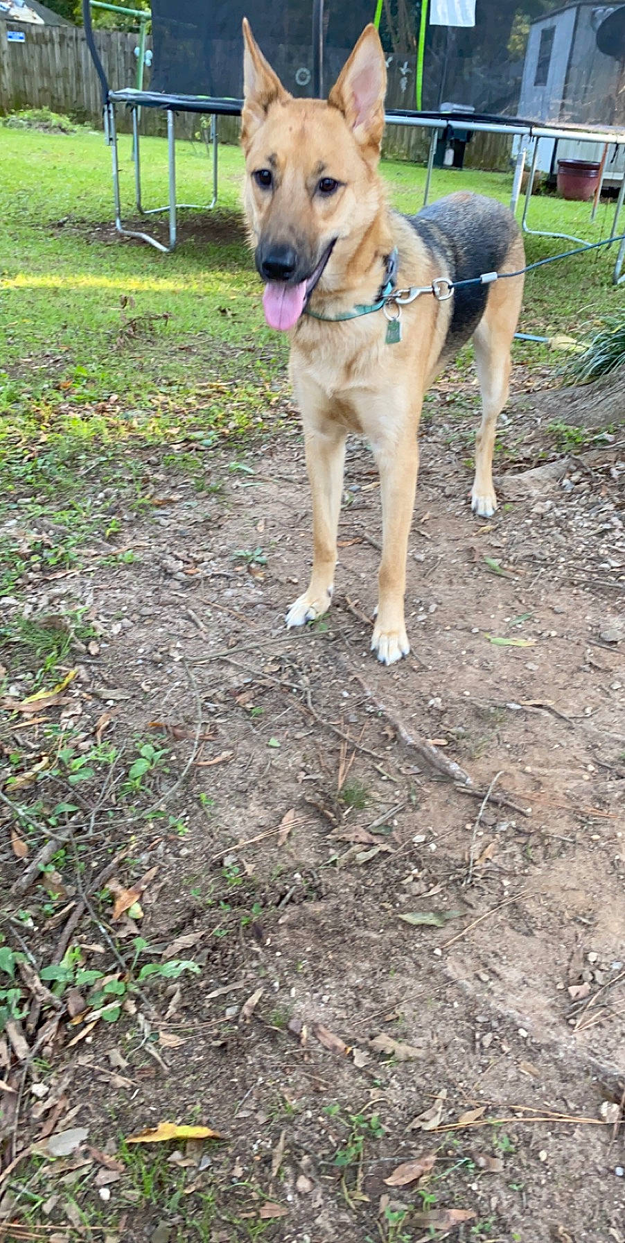 Diamond is registered to the contest to win money with this photo: black_mouth_cur, canidae, carnivore, dog, dog_breed, fawn, mammal, mountain_cur, vertebrate