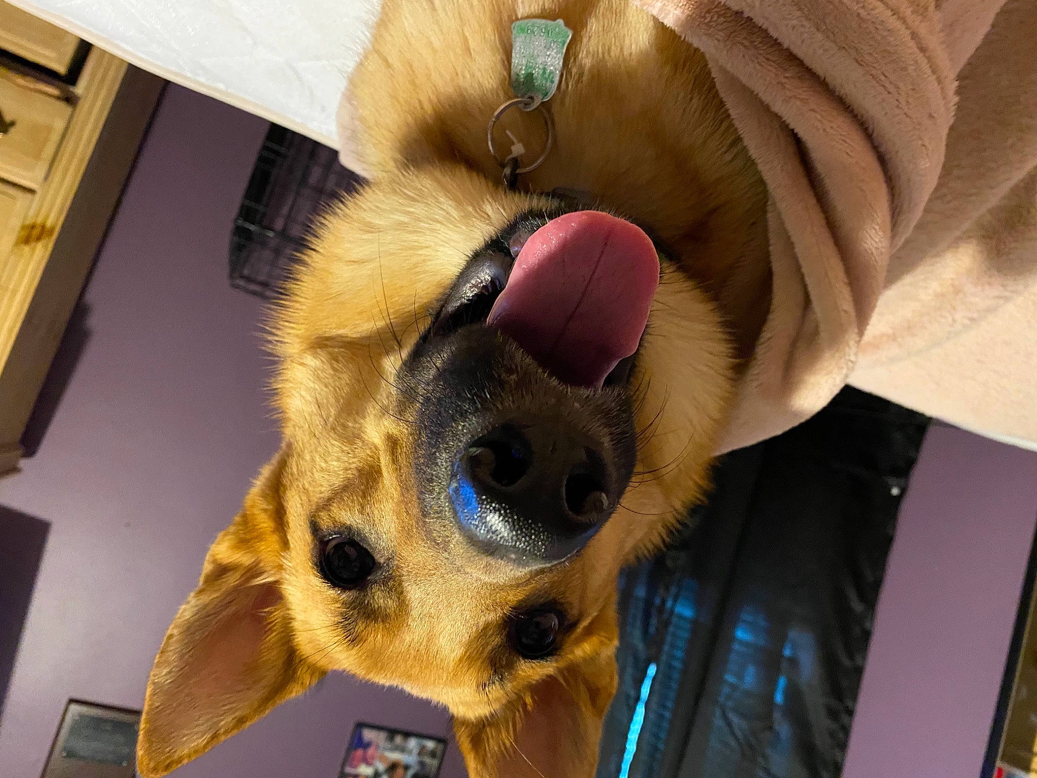 Diamond is registered to the contest to win money with this photo: canidae, carnivore, companion_dog, dog, dog_breed, fawn, nose, puppy, snout, sporting_group