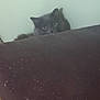 cat, gray_cat, peeking, curious, feline, indoor, dusty_surface, fur, wide_eyes, hiding, animal, pet, cautious, soft_fur, background_wall, resting, quiet, watchful, cute, whiskers