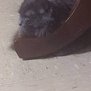 Nani joined the competition — help win amazing prizes! animal, calm, cat, closeup, domestic_cat, feline, floor, fluffy, fur, furniture, gray_cat, home, indoor, laying, mammal, pet, quiet, resting, side_view, wood