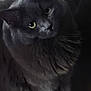 cat, gray_cat, feline, pet, animal, fur, yellow_eyes, whiskers, curious, close_up, indoor, looking_up, soft_texture, fluffy, cute, domestic_animal, portrait, mammal, sitting, furry