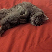 Nani is registered to the contest to win money with this photo: cat, gray_cat, fluffy, pet, bed, red_bedspread, indoor, feline, lying_down, curious, relaxed, animal, cozy, fur, whiskers, ears, home, resting, cute, domestic_cat