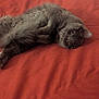 cat, gray_cat, fluffy, pet, bed, red_bedspread, indoor, feline, lying_down, curious, relaxed, animal, cozy, fur, whiskers, ears, home, resting, cute, domestic_cat