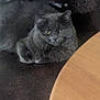 cat, gray_cat, feline, pet, animal, leather_chair, furniture, table, wooden_table, indoor, relaxed, sitting, fur, whiskers, ears, eyes, home, cozy, domestic, calm
