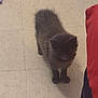Nani joined the competition — help win amazing prizes! kitten, black_cat, floor, tile, indoor, pet, animal, furry, small, standing, cute, domestic, feline, soft_lighting, blurry, young, walking, shadow, red_fabric, blue_fabric