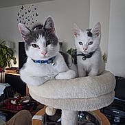 Boon Et Bueno participe au concours pour gagner de l'argent avec cette photo : cat, kitten, feline, two_cats, pet, animal, gray_and_white, white_cat, collar, bell, cat_tree, scratching_post, indoor, home, living_room, sitting, portrait, whiskers, ears, furry