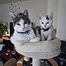 cat, kitten, feline, two_cats, pet, animal, gray_and_white, white_cat, collar, bell, cat_tree, scratching_post, indoor, home, living_room, sitting, portrait, whiskers, ears, furry