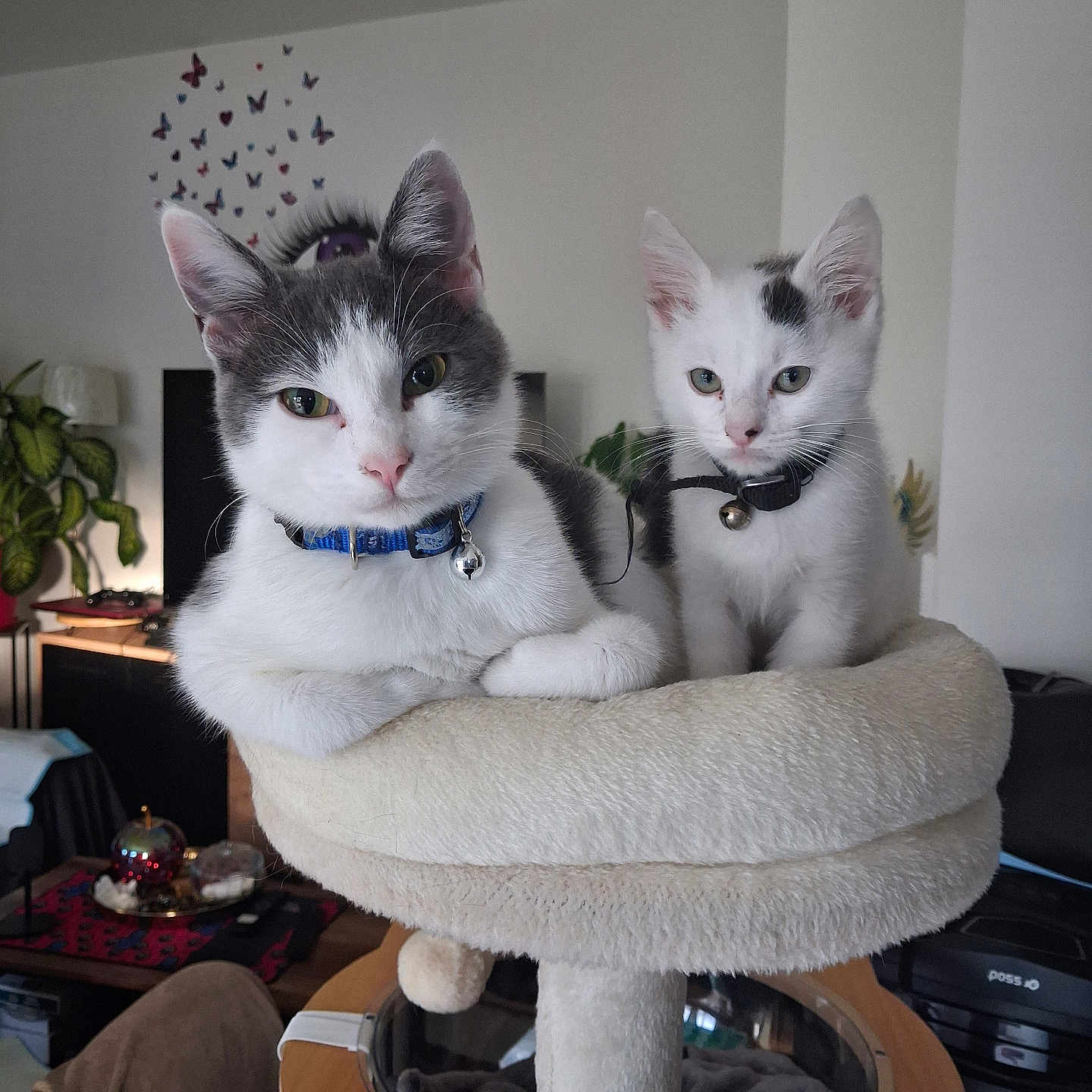 Boon Et Bueno participe au concours pour gagner de l'argent avec cette photo : cat, kitten, feline, two_cats, pet, animal, gray_and_white, white_cat, collar, bell, cat_tree, scratching_post, indoor, home, living_room, sitting, portrait, whiskers, ears, furry