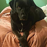 Callie participe au concours pour gagner de l'argent avec cette photo : dog, black_dog, pet, animal, indoor, blanket, bed, paws, crossed_paws, resting, fur, cute, canine, looking_at_camera, portrait, domestic_animal, companion, calm, home, relaxed