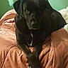 dog, black_dog, pet, animal, indoor, blanket, bed, paws, crossed_paws, resting, fur, cute, canine, looking_at_camera, portrait, domestic_animal, companion, calm, home, relaxed