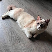 Bayou is registered to the contest to win money with this photo: cat, indoor, floor, wooden_floor, blue_eyes, fluffy, pet, animal, feline, relaxed, lying_down, curious, cream_color, brown_markings, whiskers, ears, tail, collar, domestic_cat, natural_light