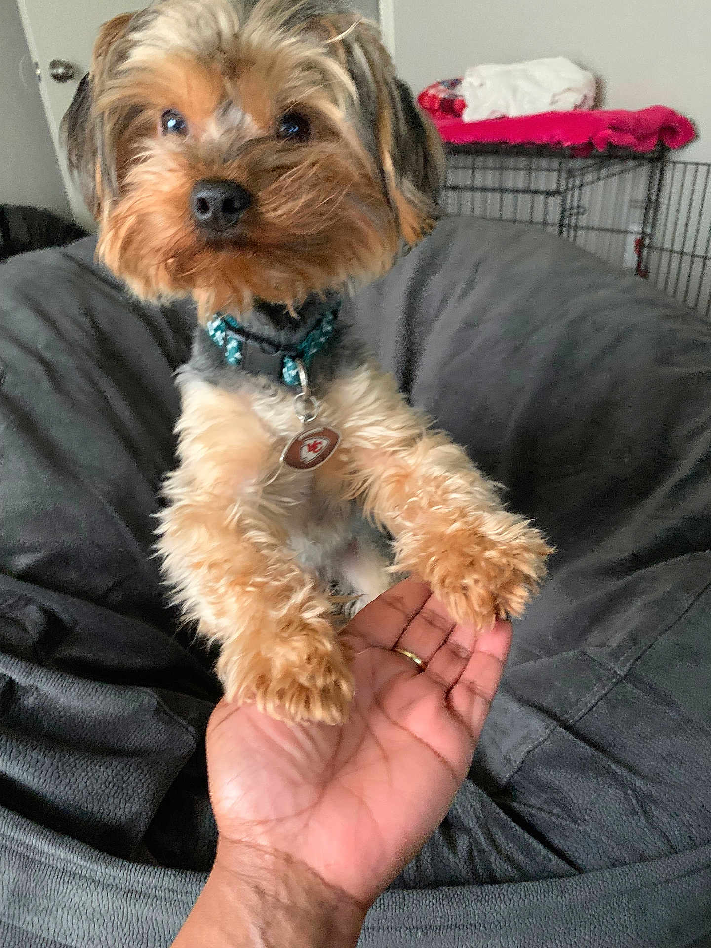 Oreo