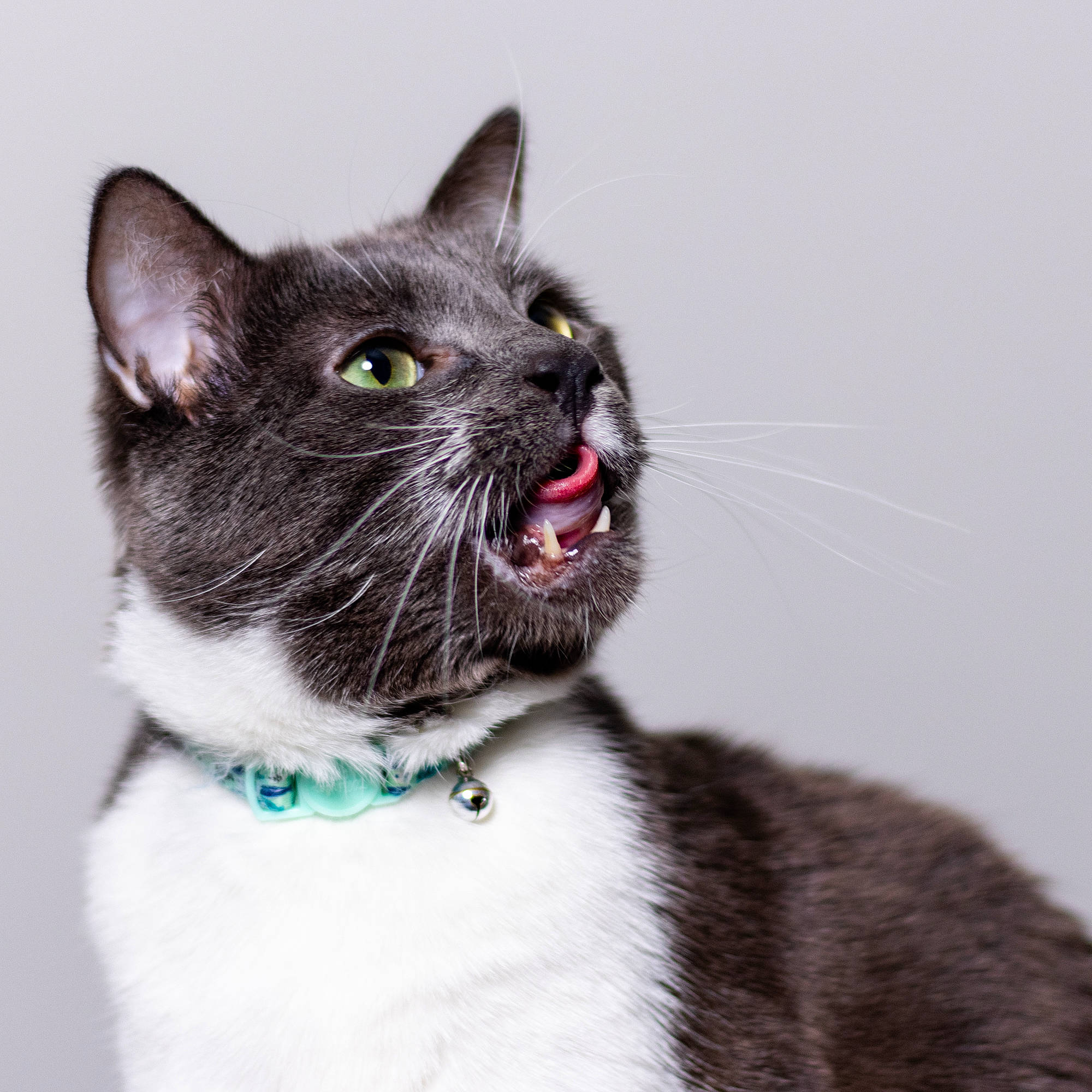 Grayson joined the competition — help win amazing prizes! carnivore, cat, collar, dog_collar, domestic_short_haired_cat, fang, felidae, fur, grey, leash, paw, pet_supply, small_to_medium_sized_cats, snout, tail, terrestrial_animal, whiskers