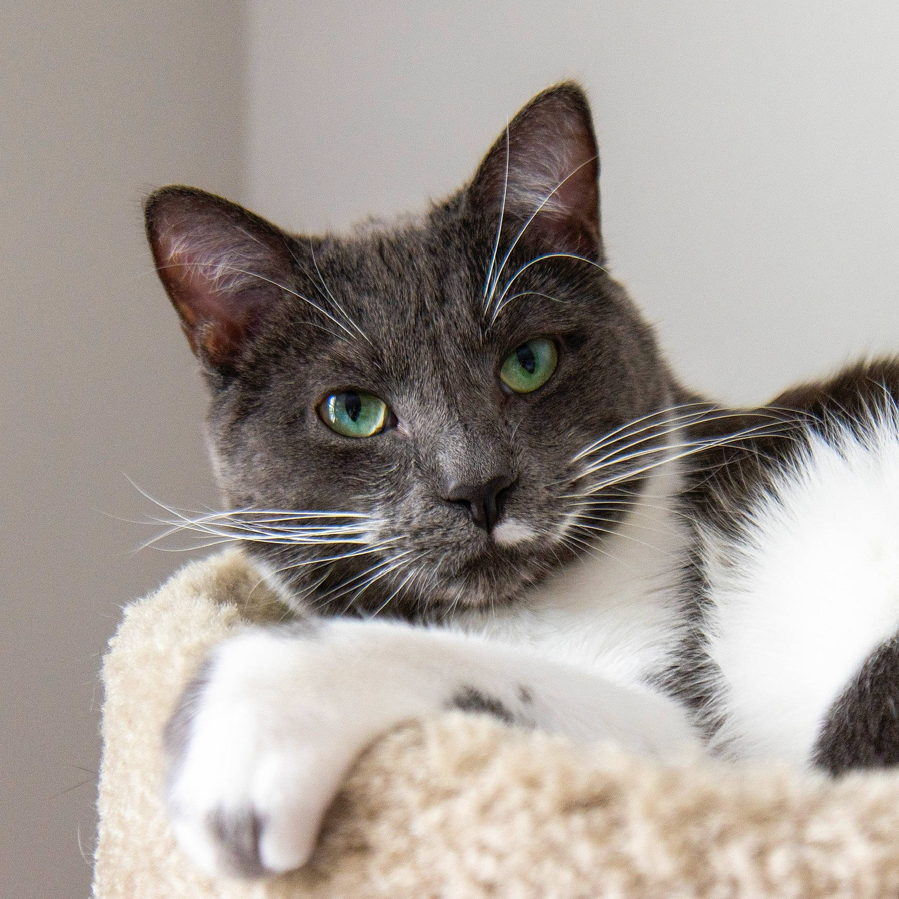 Grayson is registered to the contest to win money with this photo: carnivore, cat, cat_furniture, cat_supply, cat_toy, claw, comfort, domestic_short_haired_cat, ear, eye, felidae, foot, fur, paw, pet_supply, small_to_medium_sized_cats, snout, tail, terrestrial_animal, whiskers