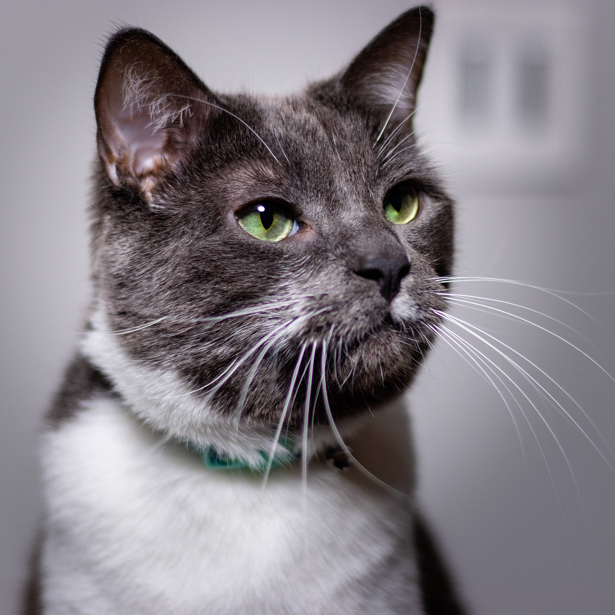 Grayson is registered to the contest to win money with this photo: carnivore, cat, collar, domestic_short_haired_cat, ear, felidae, fur, monochrome_photography, small_to_medium_sized_cats, snout, terrestrial_animal, whiskers