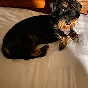 Tcharlie a rejoint le concours — aidez-le/la à gagner de superbes lots ! animal, bed, black, brown, canine, cozy, curious, cute, dog, domestic, fur, indoor, looking_up, lying_down, pet, resting, scruffy, shadow, small_dog, wooden_headboard