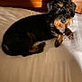 animal, bed, black, brown, canine, cozy, curious, cute, dog, domestic, fur, indoor, looking_up, lying_down, pet, resting, scruffy, shadow, small_dog, wooden_headboard