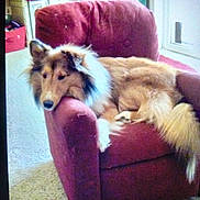 Rocco is registered to the contest to win money with this photo: dog, armchair, furniture, indoors, carpet, resting, fluffy, pet, canine, relaxed, living_room, cozy, brown, white, fur, head, paw, animal, comfort, home
