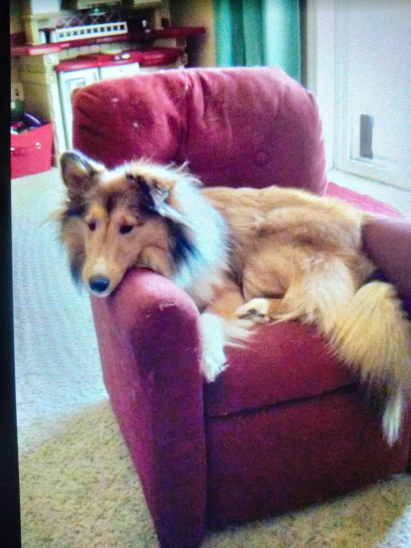 Rocco is registered to the contest to win money with this photo: dog, armchair, furniture, indoors, carpet, resting, fluffy, pet, canine, relaxed, living_room, cozy, brown, white, fur, head, paw, animal, comfort, home