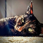 Rory is registered to the contest to win money with this photo: cat, tortoiseshell, close_up, fur, green_eyes, sunlight, carpet, animal, pet, lying_down, whiskers, ears, portrait, domestic_cat, face, relaxation, indoor, feline, cute, soft_light