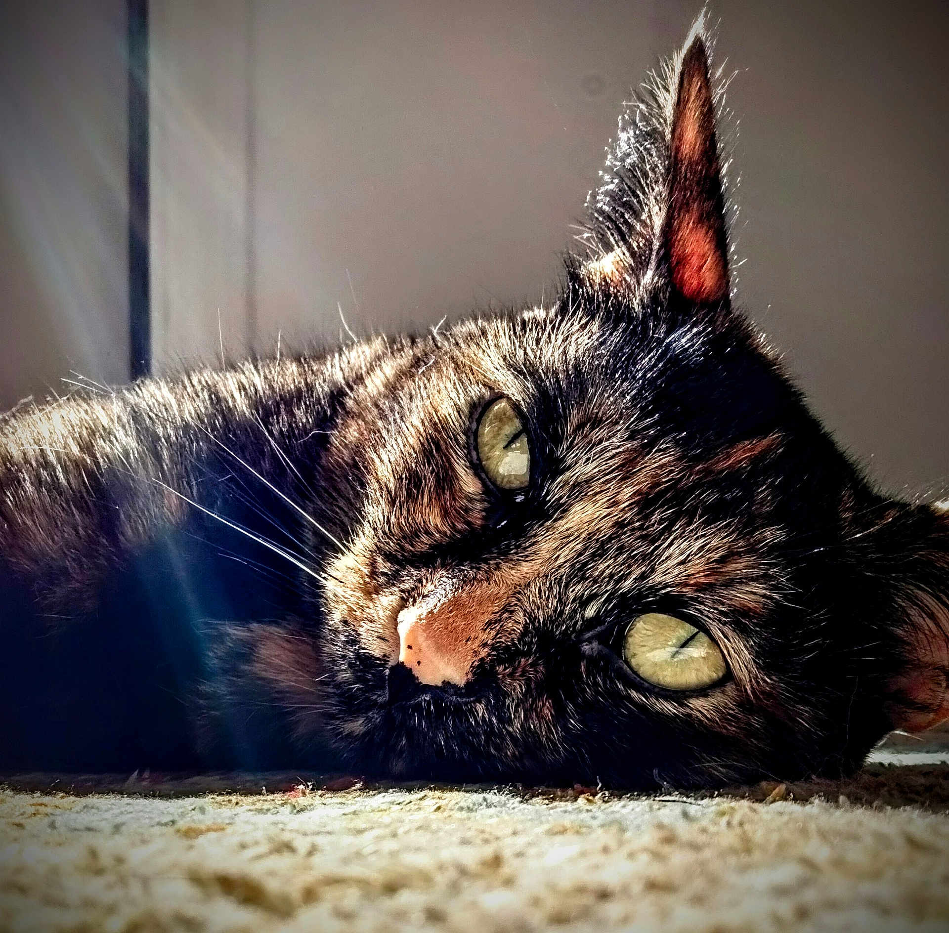 Rory is registered to the contest to win money with this photo: cat, tortoiseshell, close_up, fur, green_eyes, sunlight, carpet, animal, pet, lying_down, whiskers, ears, portrait, domestic_cat, face, relaxation, indoor, feline, cute, soft_light