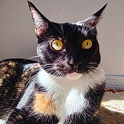 Rue joined the competition — help win amazing prizes! cat, calico, close_up, sunlight, golden_eyes, whiskers, fur, pet, animal, domestic_cat, indoor, relaxed, portrait, mammal, cute, face, ears, nose, paw, laying