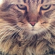 Rascal is registered to the contest to win money with this photo: cat, close_up, fluffy, whiskers, fur, eyes, portrait, pet, animal, feline, cute, face, muzzle, tabby, indoor, soft_light, focused, natural_color, serious, closeup