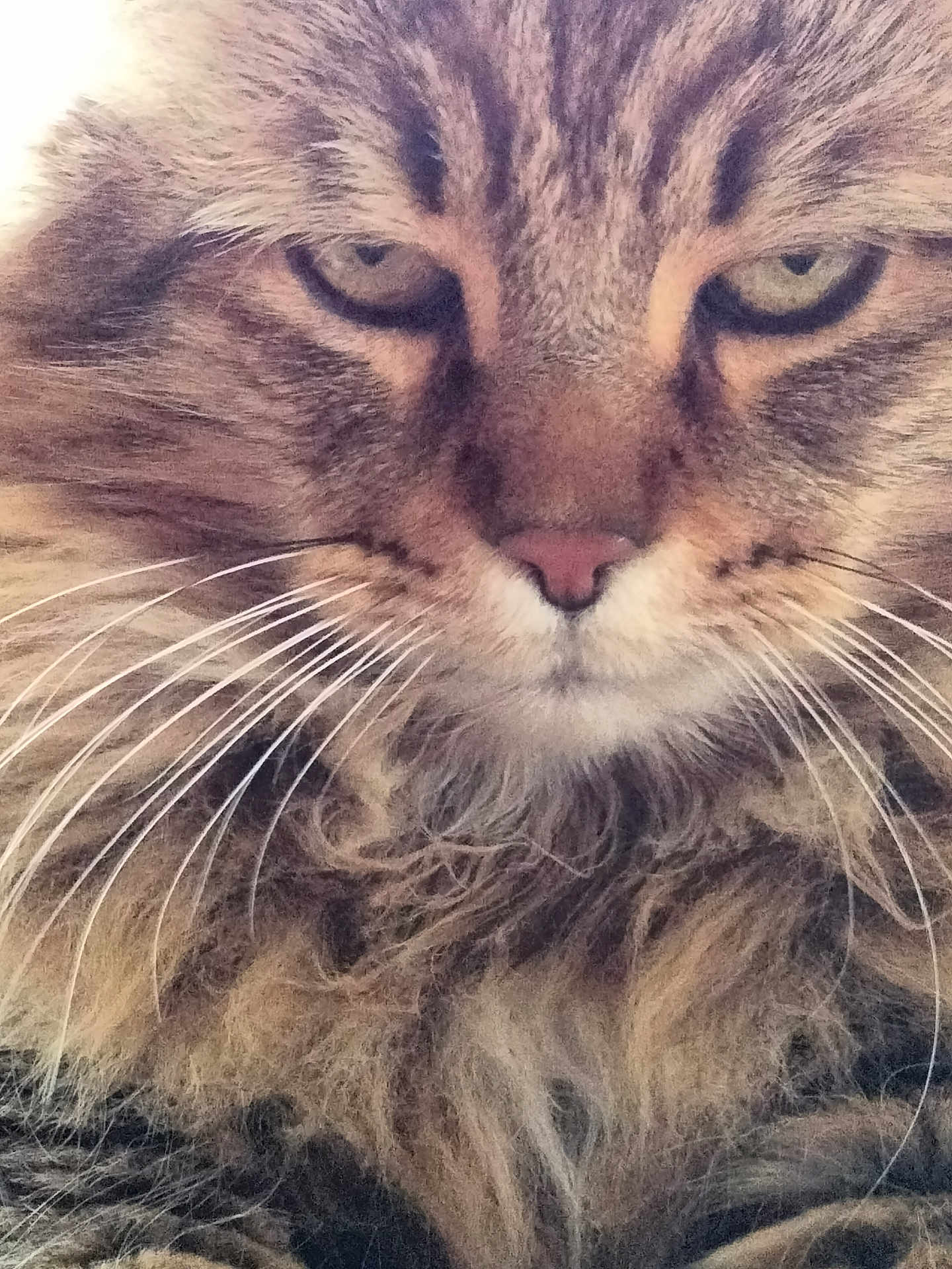 Rascal is registered to the contest to win money with this photo: cat, close_up, fluffy, whiskers, fur, eyes, portrait, pet, animal, feline, cute, face, muzzle, tabby, indoor, soft_light, focused, natural_color, serious, closeup