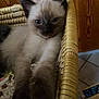 kitten, siamese, cat, basket, wood, furniture, indoor, closeup, pet, animal, cute, relaxed, paws, ears, fur, sleepy, cozy, home, portrait, resting
