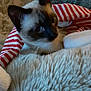 cat, siamese, pet, animal, striped_sweater, blanket, furry, cozy, indoor, cute, fur, whiskers, ears, face, comfort, resting, soft, warm, curious, relaxed