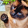 Berlioz participe au concours pour gagner de l'argent avec cette photo : cat, siamese_cat, blue_eyes, paw, whiskers, twig, outdoor, greenery, curious, animal, pet, feline, close_up, nature, playing, brown_fur, black_mask, garden, plant, claw