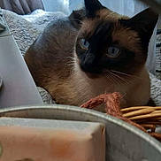 Berlioz a rejoint le concours — aidez-le/la à gagner de superbes lots ! cat, siamese_cat, animal, pet, indoor, blanket, window, curtains, light, shadow, basket, decor, furniture, cozy, resting, blue_eyes, whiskers, fur, closeup, blurred_foreground