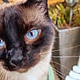 cat, siamese_cat, blue_eyes, close_up, whiskers, fur, pet, animal, indoor, green, plant, chair, curious, face, portrait, feline, domestic_cat, looking_up, soft_focus, background_blur