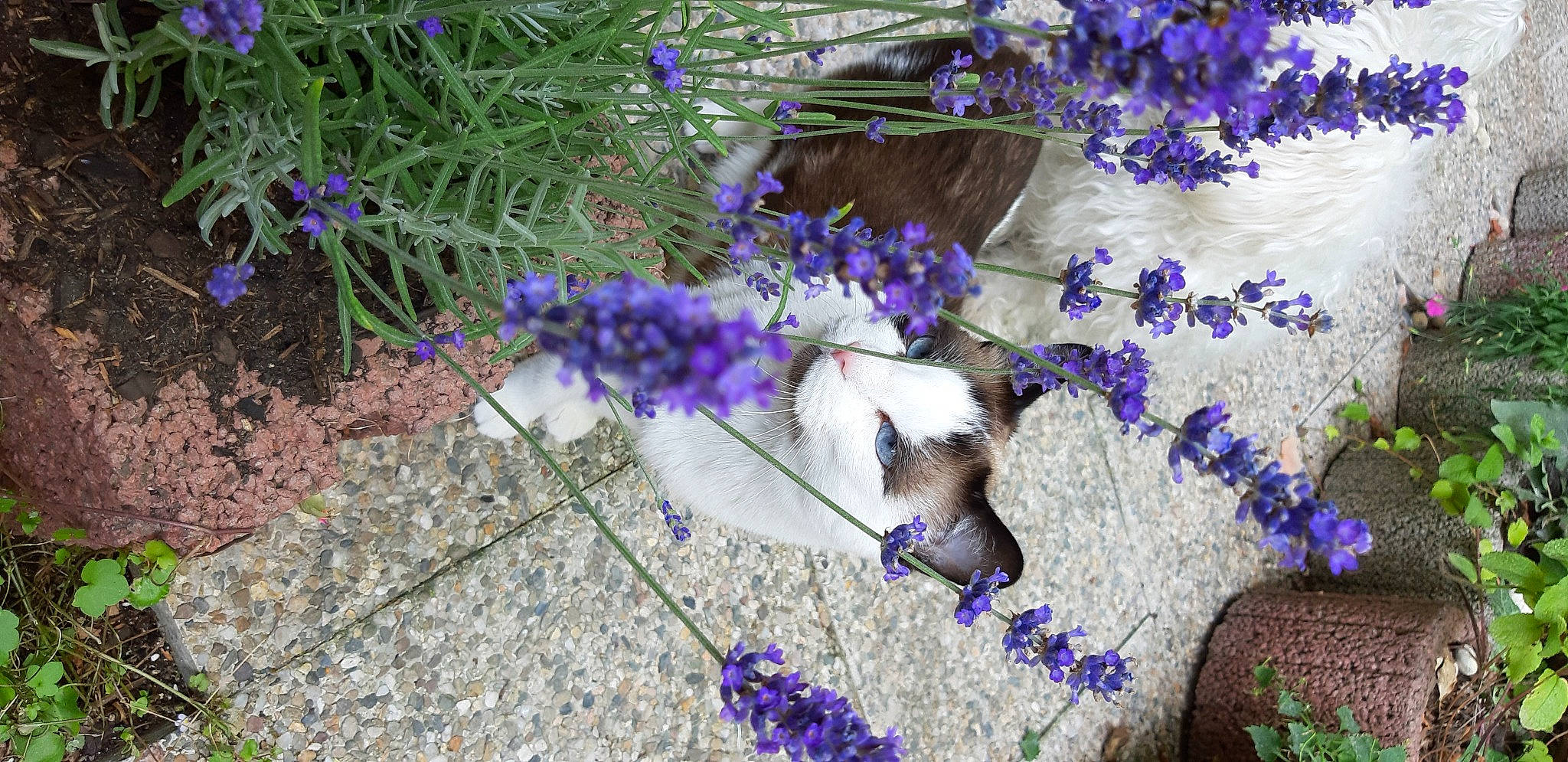 Praline participe au concours pour gagner de l'argent avec cette photo : annual_plant, blue, botany, flower, flowering_plant, garden, grass, groundcover, herbaceous_plant, insect, lavender, petal, plant, purple, shrub, spring, subshrub, violet, wildflower, wood