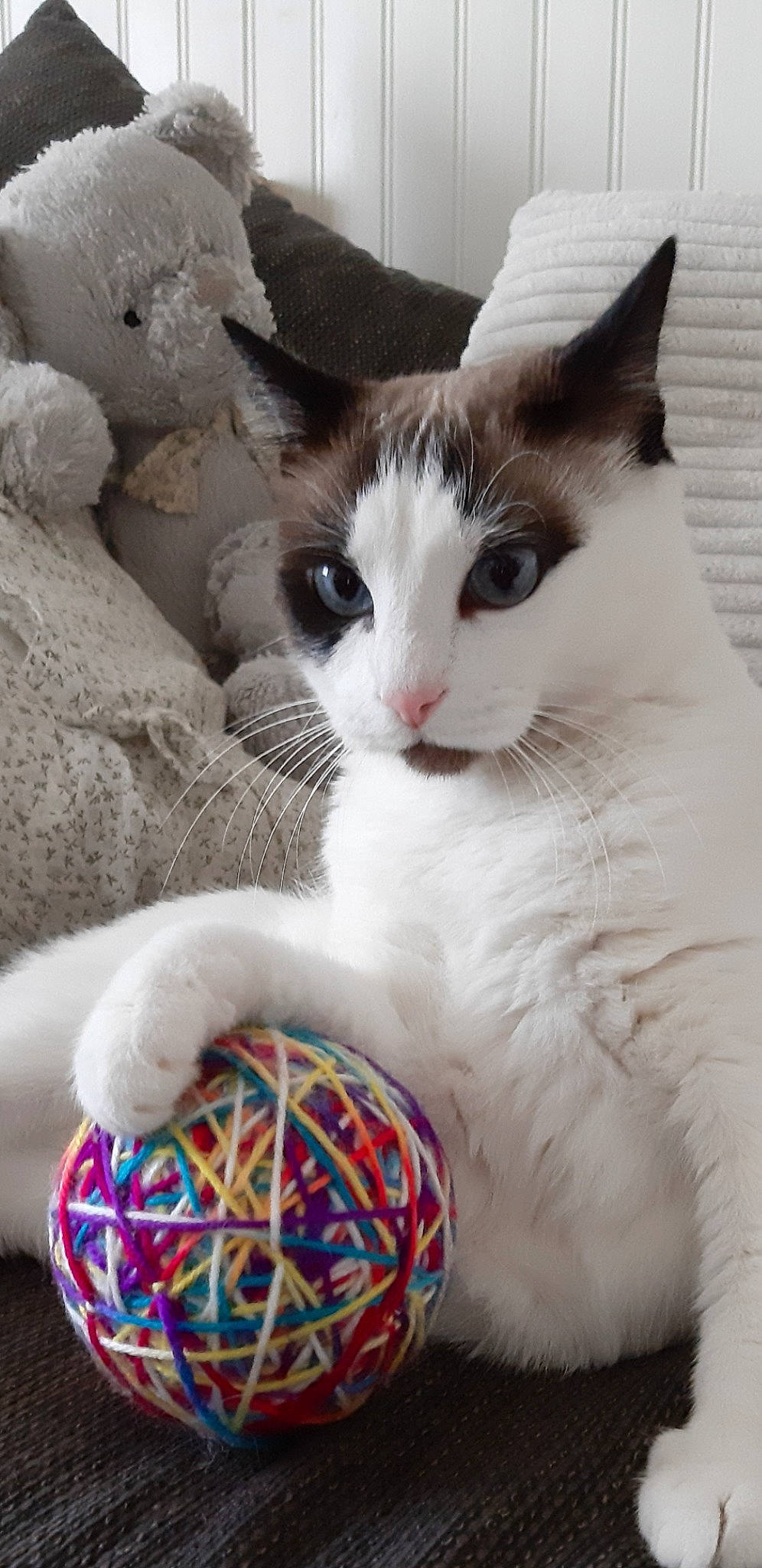 Praline participe au concours pour gagner de l'argent avec cette photo : basket, carnivore, cat, comfort, craft, domestic_short_haired_cat, felidae, fur, linens, pattern, paw, small_to_medium_sized_cats, snout, tail, thread, whiskers, window, wool, woolen, woven_fabric