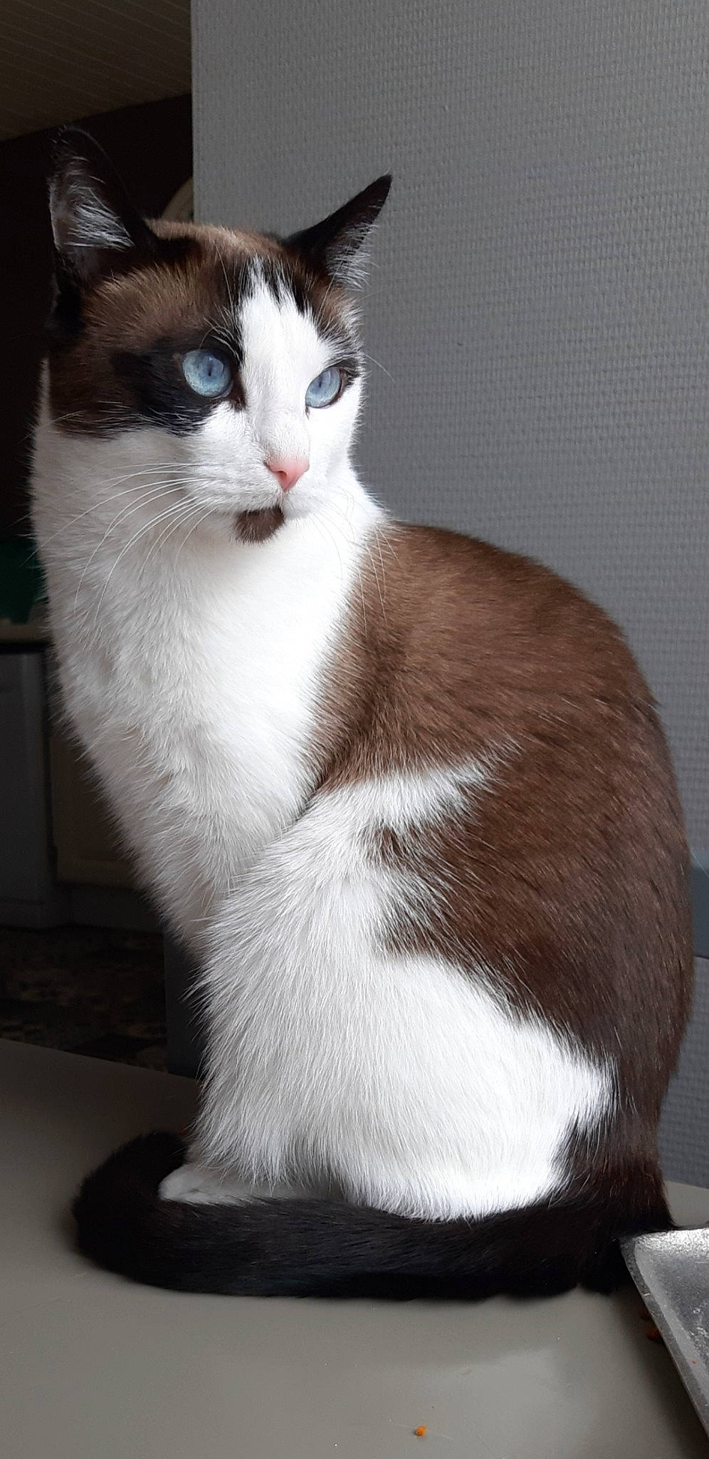 Praline participe au concours pour gagner de l'argent avec cette photo : carnivore, cat, domestic_short_haired_cat, felidae, foot, fur, paw, sitting, small_to_medium_sized_cats, tail, terrestrial_animal, whiskers, window