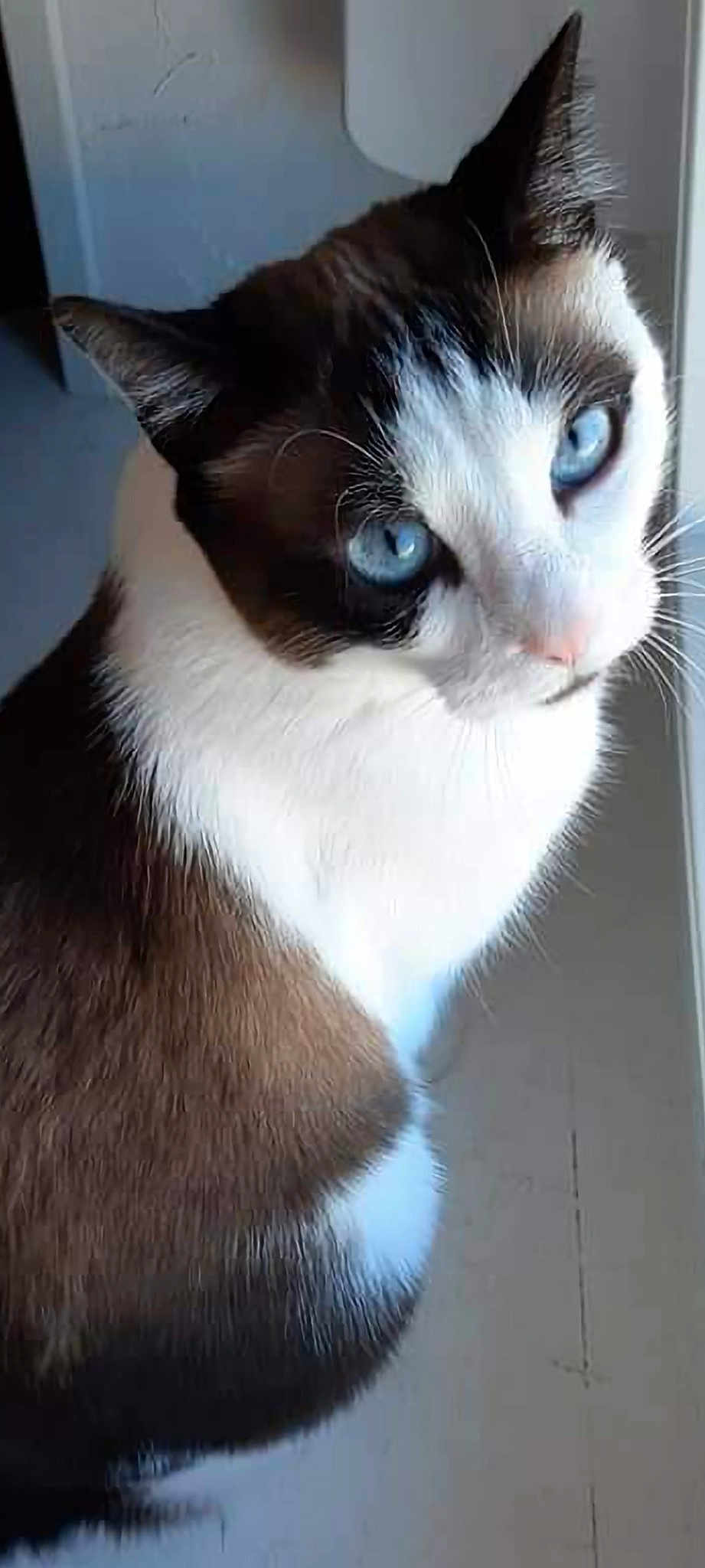 Praline