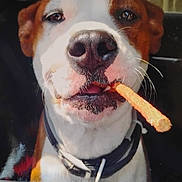 Halo joined the competition — help win amazing prizes! dog, canine, pet, close_up, portrait, muzzle, nose, whiskers, collar, treat, snack, orange_treat, brown_and_white, tongue, eyes, cheeky, playful, indoor, reflection, seat