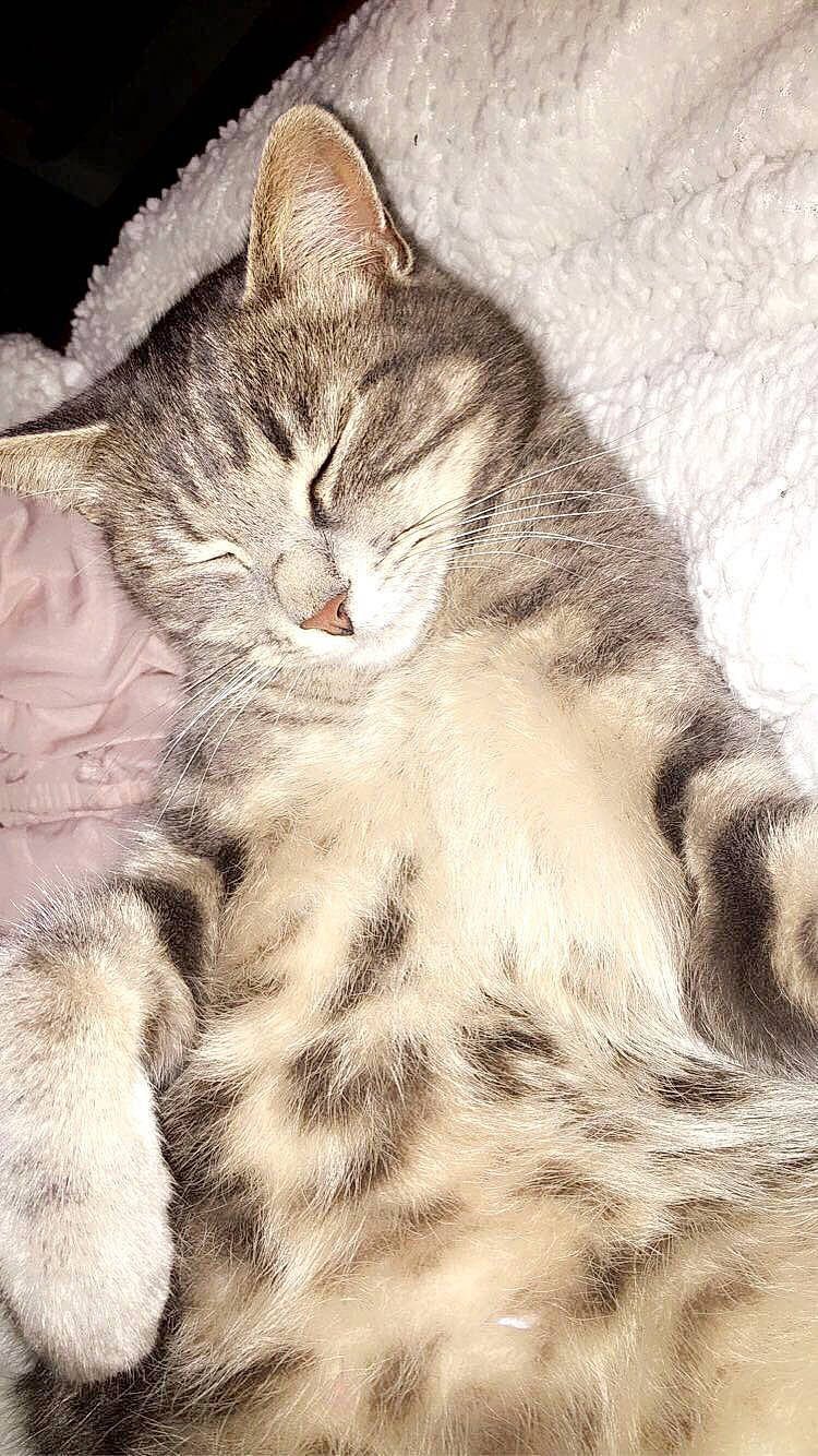 Princesse a rejoint le concours — aidez-le/la à gagner de superbes lots ! carnivore, cat, claw, comfort, domestic_short_haired_cat, ear, eye, felidae, foot, fur, nap, paw, small_to_medium_sized_cats, tail, terrestrial_animal, whiskers, wildlife