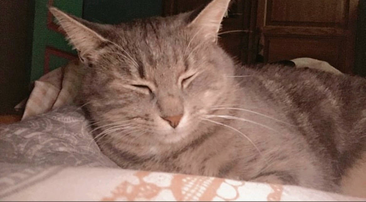 Princesse participe au concours pour gagner de l'argent avec cette photo : carnivore, cat, cat_bed, claw, comfort, domestic_short_haired_cat, ear, eye, felidae, fur, nap, paw, sleep, small_to_medium_sized_cats, snout, whiskers