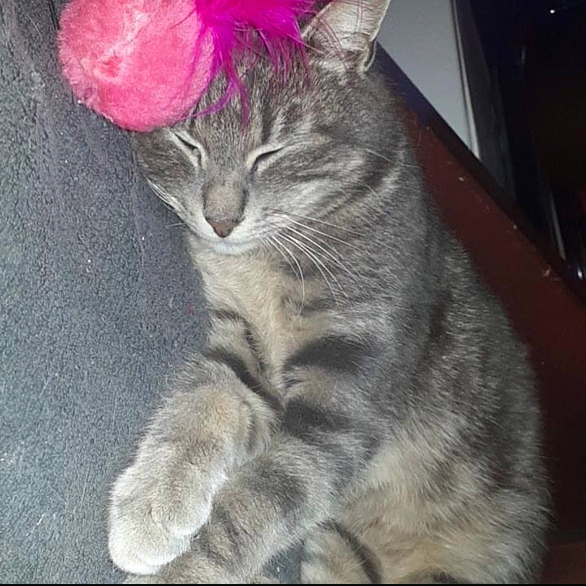 Princesse participe au concours pour gagner de l'argent avec cette photo : art, carnivore, cat, domestic_short_haired_cat, drawing, felidae, fur, grey, illustration, magenta, paint, painting, paw, plant, small_to_medium_sized_cats, snout, tail, terrestrial_animal, visual_arts, whiskers