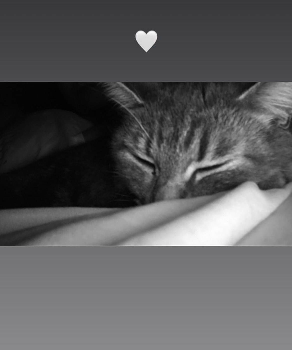 Princesse participe au concours pour gagner de l'argent avec cette photo : black_and_white, carnivore, cat, comfort, darkness, domestic_short_haired_cat, ear, felidae, fur, gesture, grey, monochrome, monochrome_photography, organism, photo_caption, small_to_medium_sized_cats, snout, style, tail, whiskers