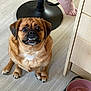 Theo joined the competition — help win amazing prizes! big_eyes, cabinet, closeup, cute, dog, expression, fur, hardwood_floor, human_foot, indoor, kitchen, looking_up, mixed_breed, paws, pet, pet_bowl, sitting, small_dog, stool_base, underbite