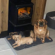 Theo is registered to the contest to win money with this photo: blanket, cozy, dog, electric_fireplace, fireplace, flash, floor, glowing_eyes, indoor, large_dog, living_room, mat, paws, pet, pet_bed, sitting, small_dog, stare, trio, wood_panelling
